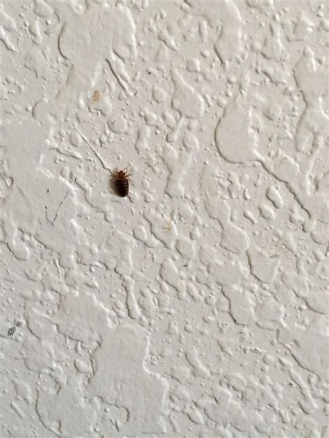 Bed bugs on walls. Things To Know About Bed bugs on walls. 